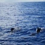 Dolphin Star - イルカの群れ(2018年4月)