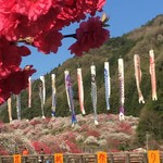 覚王山フランテ - 南信月川温泉郷の花桃(2018.04現在)