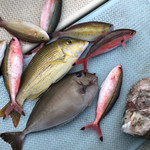 旬菜処 びいどろ - 旬菜処びいどろ(持ち込んだ魚たち)