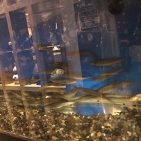 日本料理 丸しま - 元気に泳ぐ 天竜川の 稚鮎達