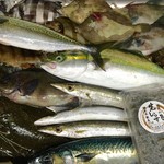 Izakaya kappa tengoku - 佐島漁港で仕入れる朝獲れ地魚