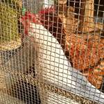 ファームスタンド - 