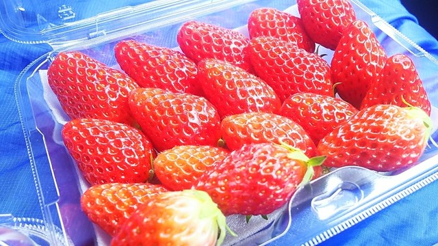 農園 美作