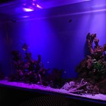 バーハクシ - 巨大水槽、ニモは…(T_T)