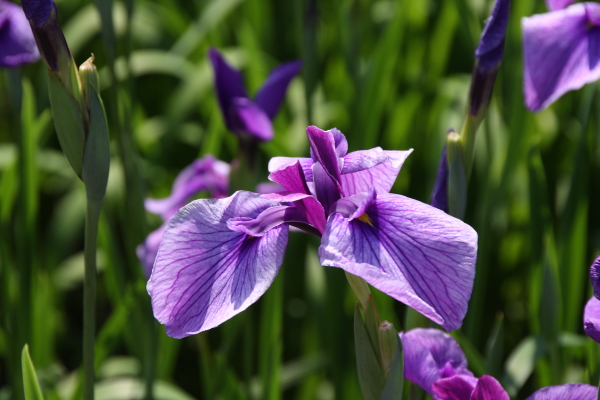 頓珍館（トンチンカン） &ndash; 南長井の本格焼肉｜山形・長井市でおすすめ