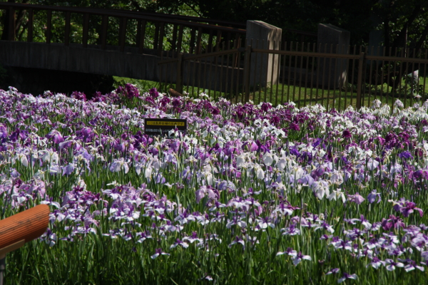 頓珍館（トンチンカン） - 南長井（焼肉）の写真