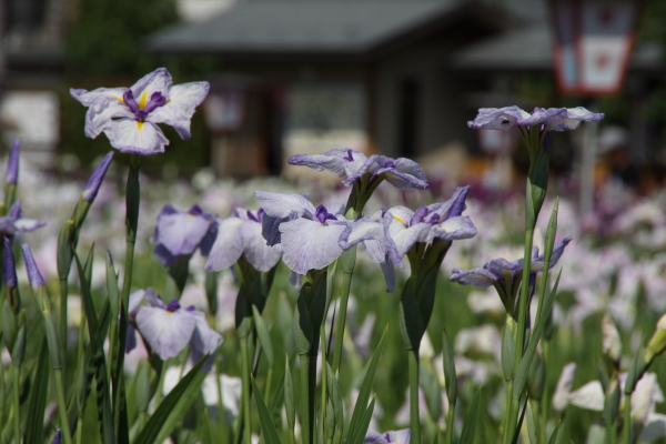 頓珍館（トンチンカン） - 南長井（焼肉）の写真