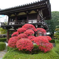 丸新 - 近くの名刹　善導寺