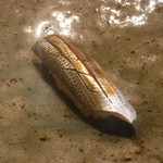 寿し おおはた - 