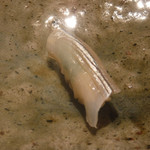 寿し おおはた - 