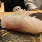 鮨　Shizuku - 山口県萩産アコウ