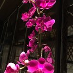 鮨　Shizuku - 赤紫の胡蝶蘭もキレイ