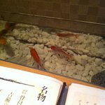 Jidori To Honkaku Shouchuu Nidaime Maipen - 金魚の個室