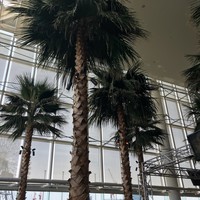 カフェトスカ - 