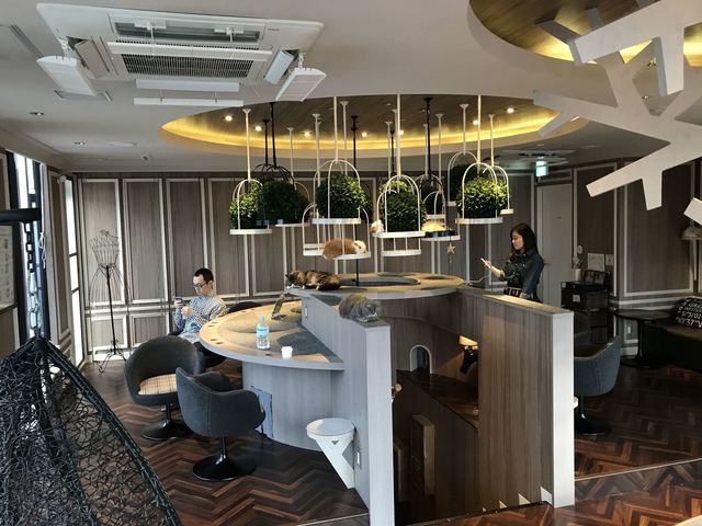 新品 2025春トレカ メルカリ - コンプ 渋谷センター街店 猫