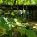 なごみ野 - 
