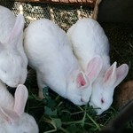 ララミーハム 本店 - 