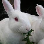 ララミーハム 本店 - 