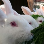 ララミーハム - 