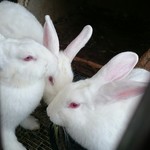 ララミーハム - 