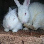 ララミーハム - 