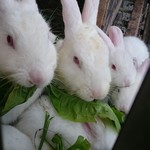 ララミーハム - 