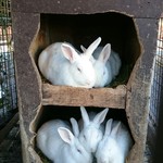 ララミーハム - 