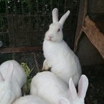 ララミーハム - 