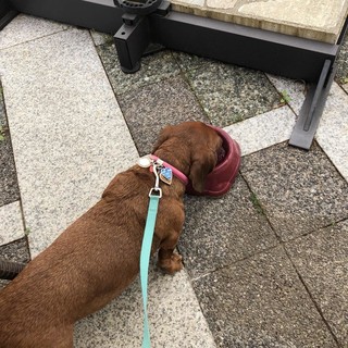 ガレット キャラメルアイスクリーム添え をお試し By Gigi0403 セタビカフェ 旧店名 ボーシャン 用賀 カフェ 食べログ