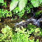 珈琲 森の時計 - 