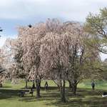 Ramen Nishiki - 軽井沢アウトレットの桜