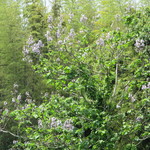 アプテカ フレーゴ - お店裏の藤の花