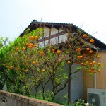 アプテカ フレーゴ - お店裏のミカン