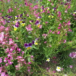 アプテカ フレーゴ - 可愛い花