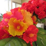 エルミタージュ - 