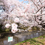 85045792 - 快晴で満開の美しい桜