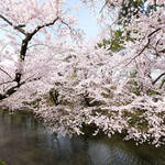 レストラン山崎 - 快晴で満開の美しい桜