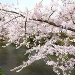 レストラン山崎 - 快晴で満開の美しい桜