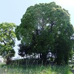 Indeira - 「来住廃寺基壇」がその根元にある大木。