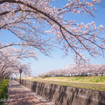 カナール - 柏尾川の桜