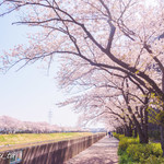 カナール - 柏尾川の桜