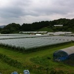 Okuizumo Budouen - ワイナリーの葡萄畑・・・しっかりビニールの覆い（レインカット）がされてます。この日も雨でした。