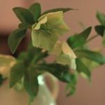 トロワ　トラス - テーブルのお花