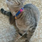 カフェ レッドローズ - 