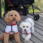 DOG DEPT.+CAFE Karuizawapurinsuten