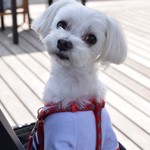 DOG DEPT.+CAFE Karuizawapurinsuten