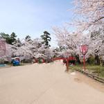 サロンドカフェアンジュ - 快晴で満開の美しい桜