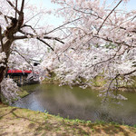 サロンドカフェアンジュ - 快晴で満開の美しい桜