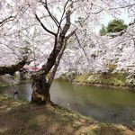 サロンドカフェアンジュ - 快晴で満開の美しい桜