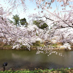 サロンドカフェアンジュ - 快晴で満開の美しい桜